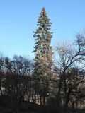 Picea omorika. Взрослое дерево. Украина, Львов, Стрыйский парк, в культуре. 4 января 2007 г.