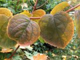 Philadelphus pubescens