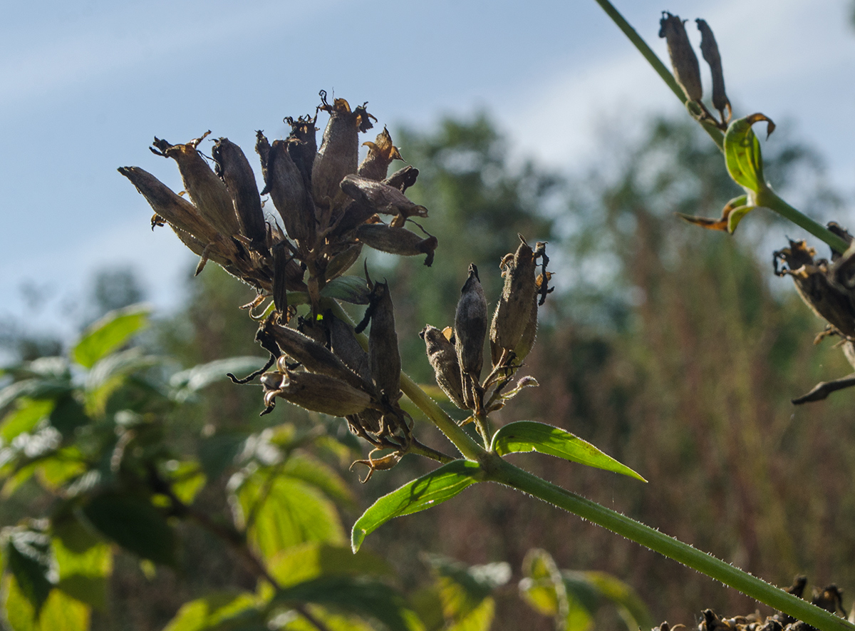 Image of Saponaria officinalis specimen.