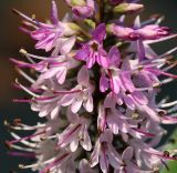 View full-size image Hebe speciosa