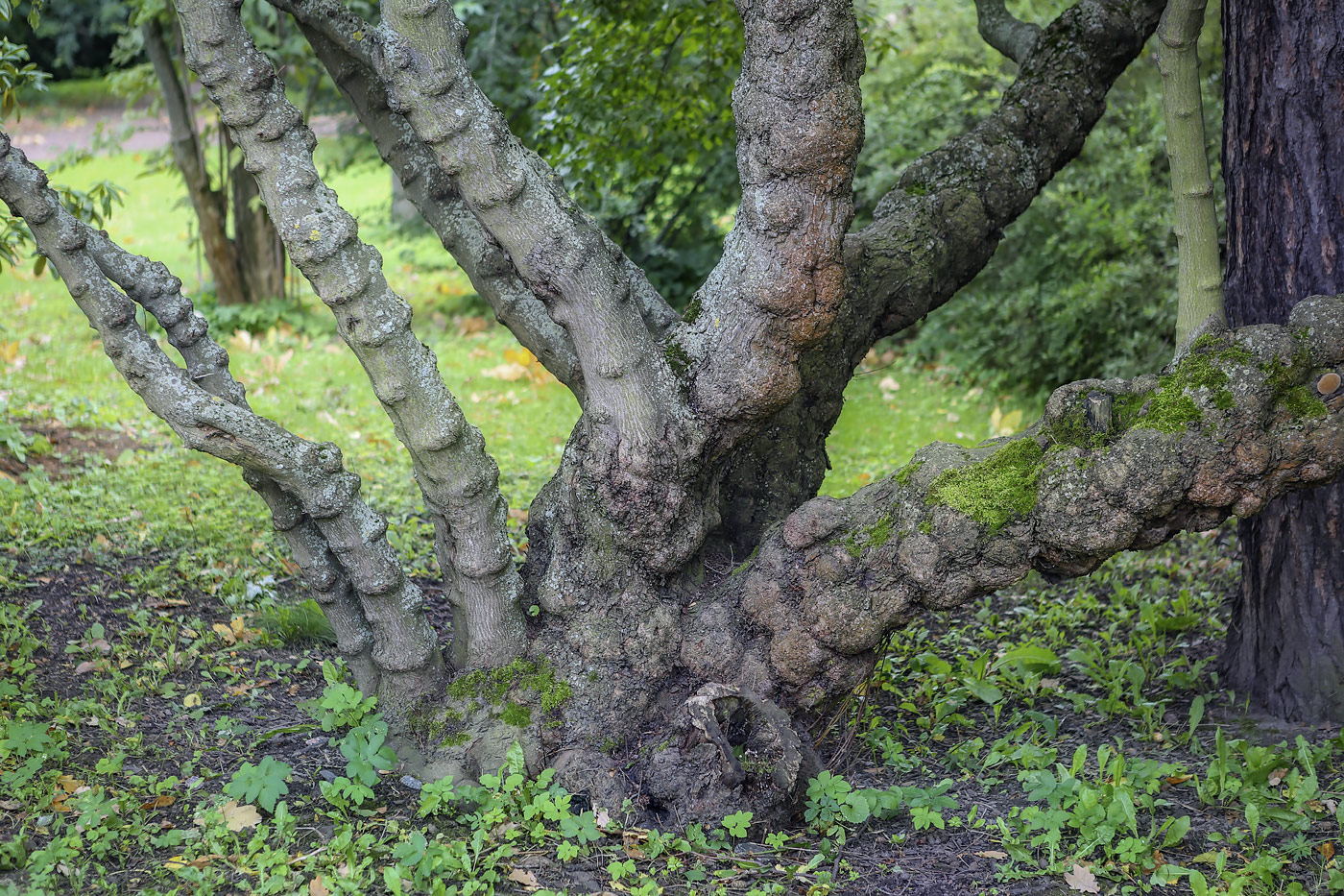 Image of Acer tataricum specimen.