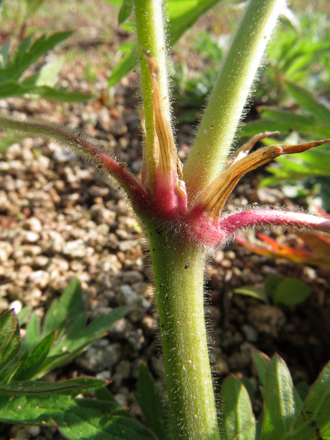 Image of Geranium pratense ssp. sergievskajae specimen.