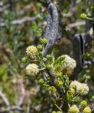 Vachellia hebeclada