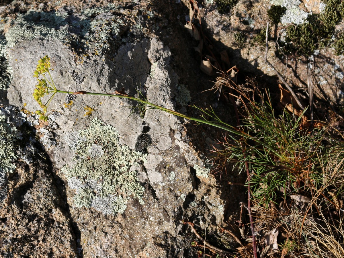 Image of Peucedanum longifolium specimen.