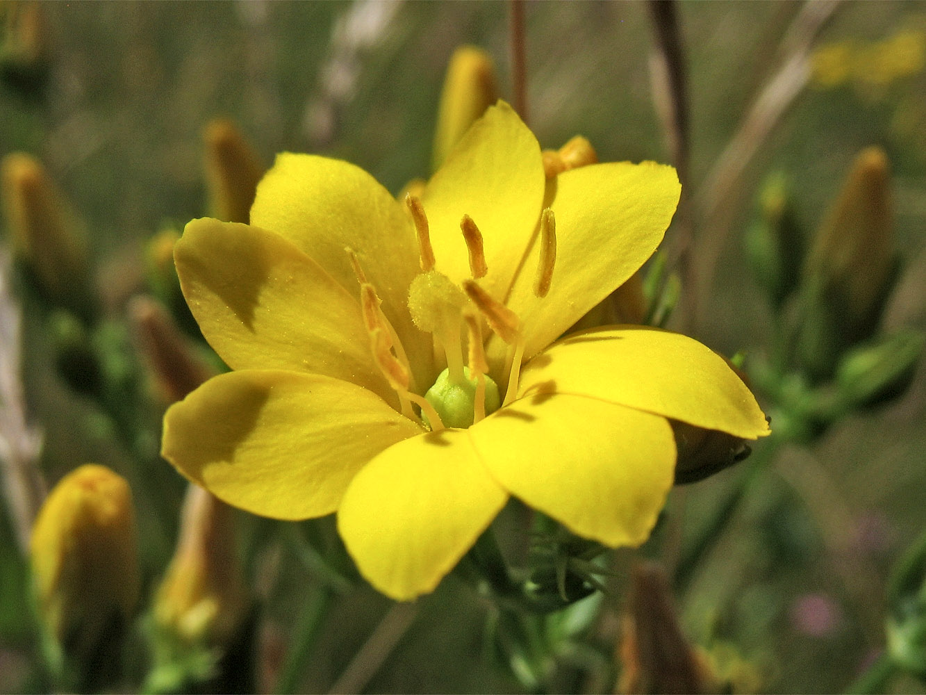 Изображение особи Blackstonia perfoliata.