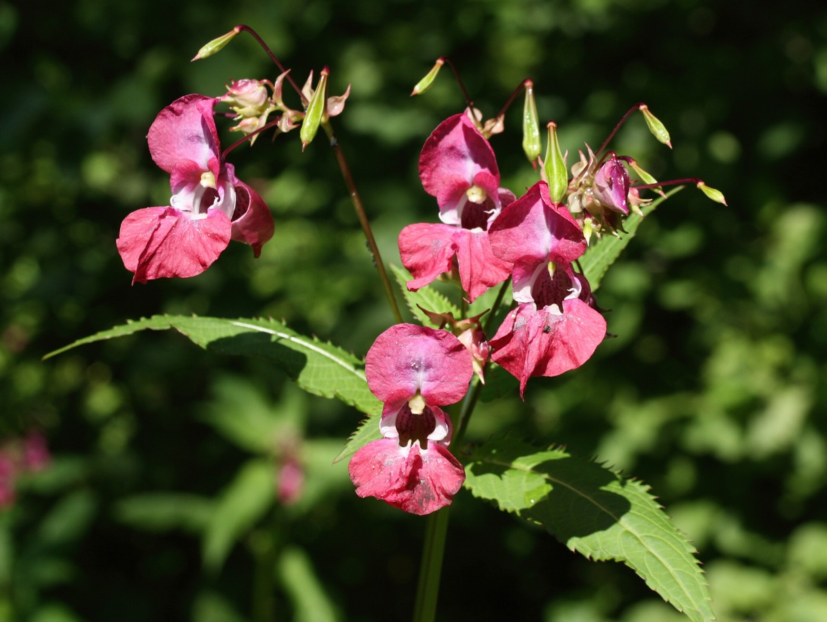 Image of Impatiens glandulifera specimen.