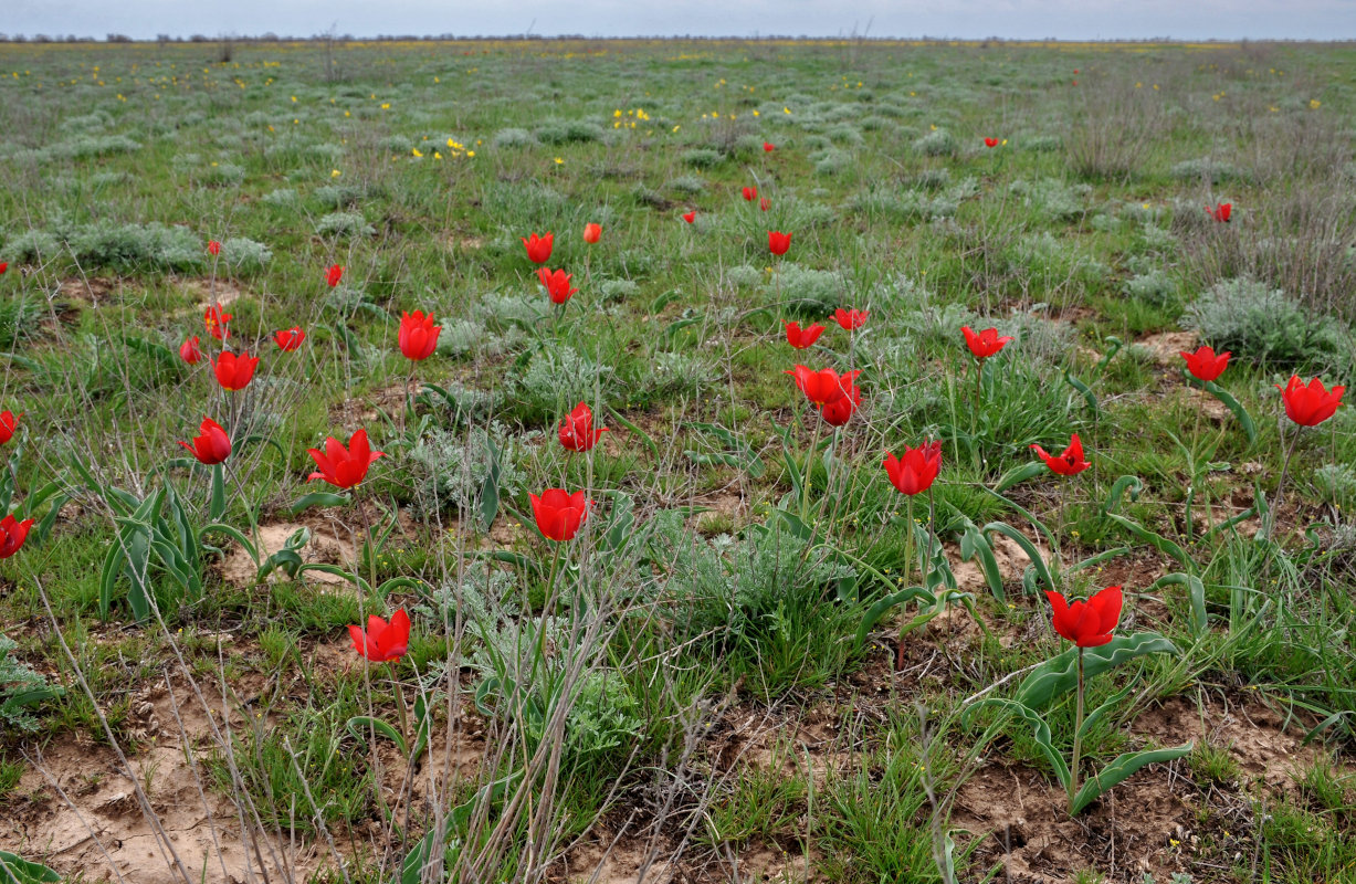 Image of Tulipa suaveolens specimen.