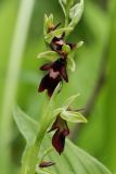 Ophrys insectifera. Часть соцветия. Ленинградская обл., Гатчинский р-н, окр. пос. Пудость, разреженный травяной ельник на месте старого травертинового карьера. 13.06.2021.