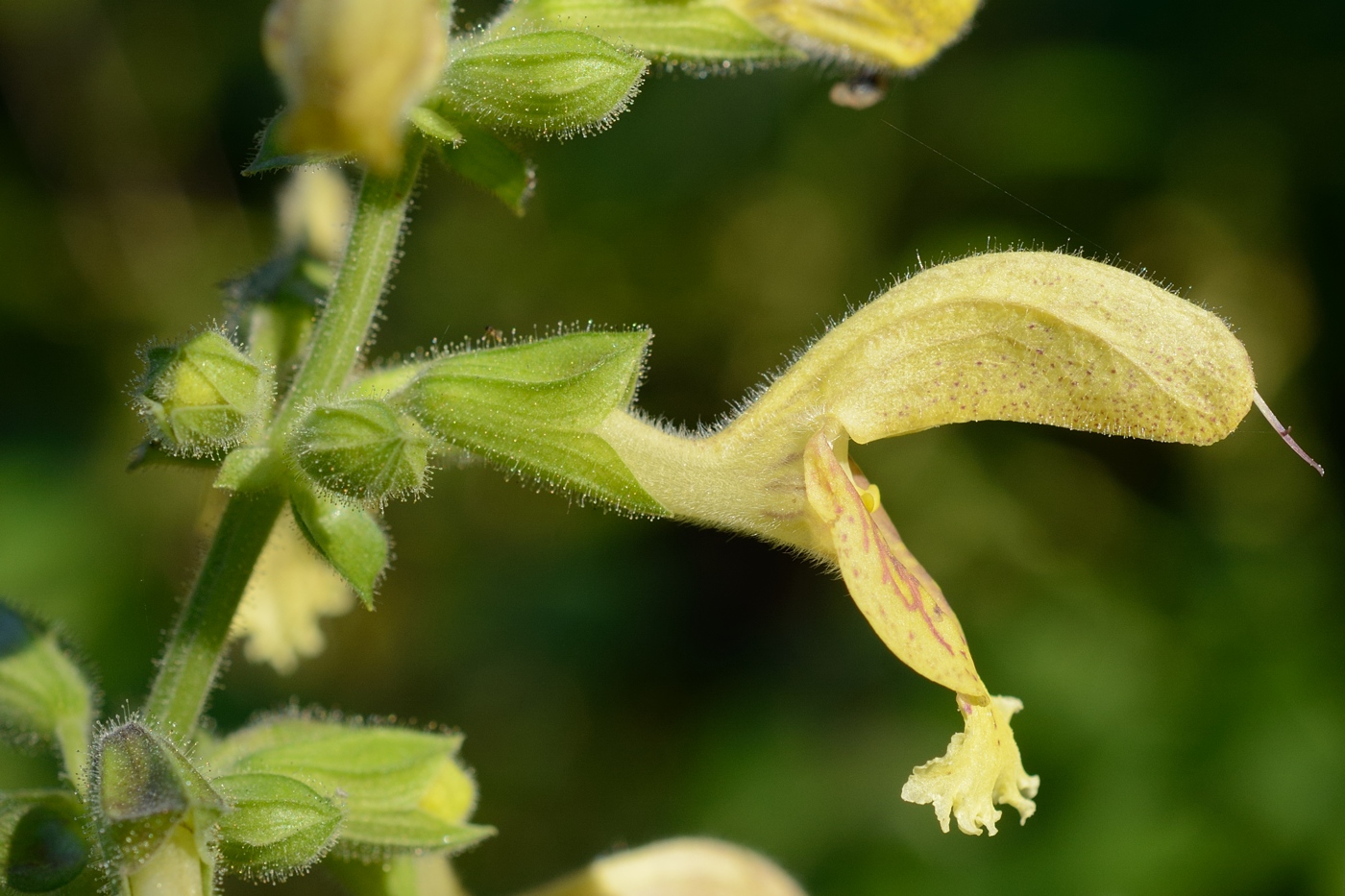 Изображение особи Salvia glutinosa.