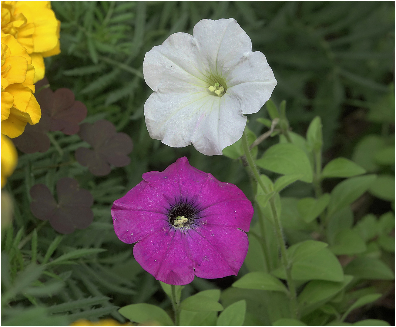 Image of Petunia &times; hybrida specimen.