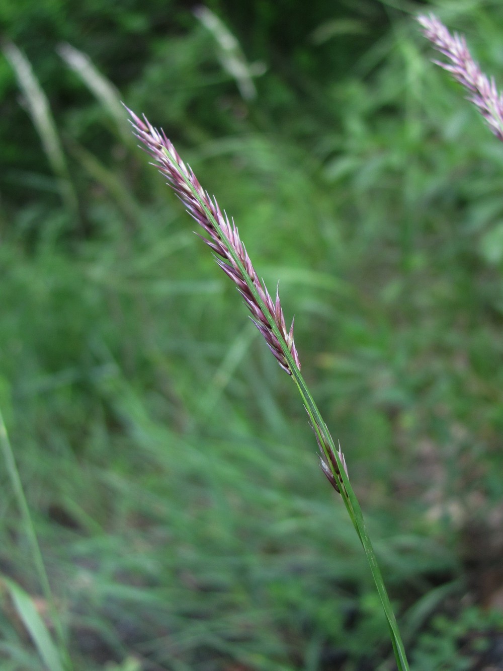 Изображение особи семейство Poaceae.