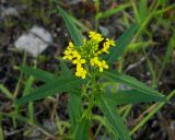 Erysimum cheiranthoides