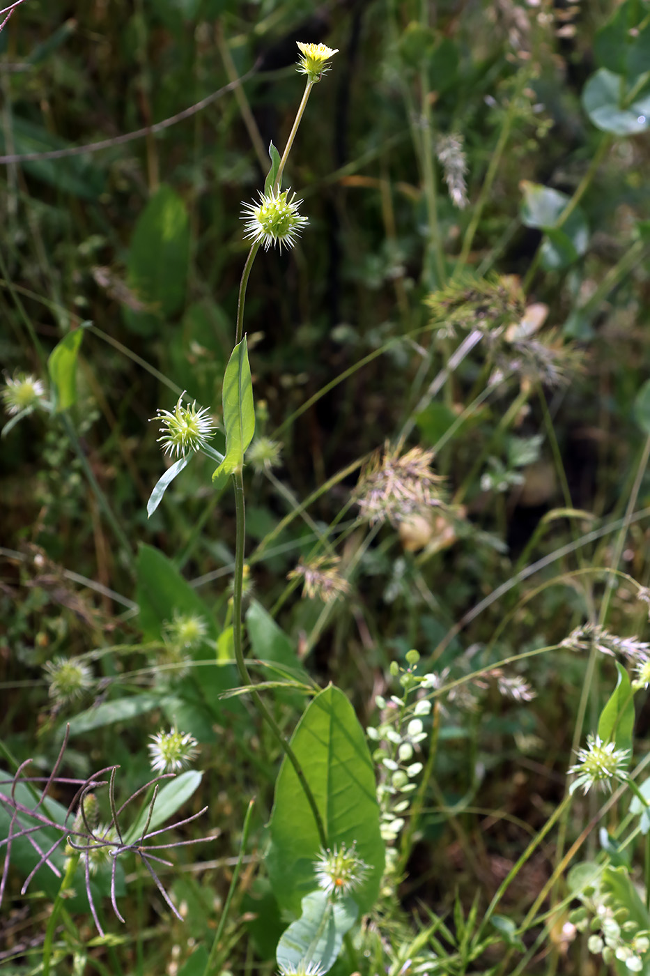 Изображение особи Acanthocephalus amplexifolius.