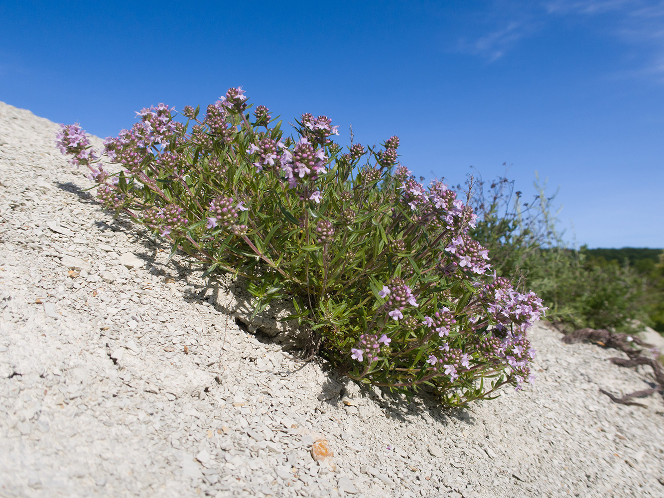 Изображение особи род Thymus.