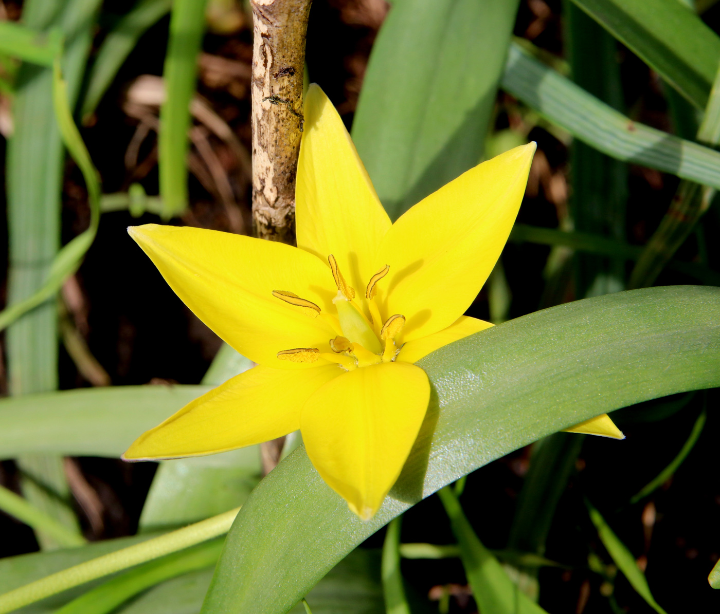 Image of Tulipa urumiensis specimen.