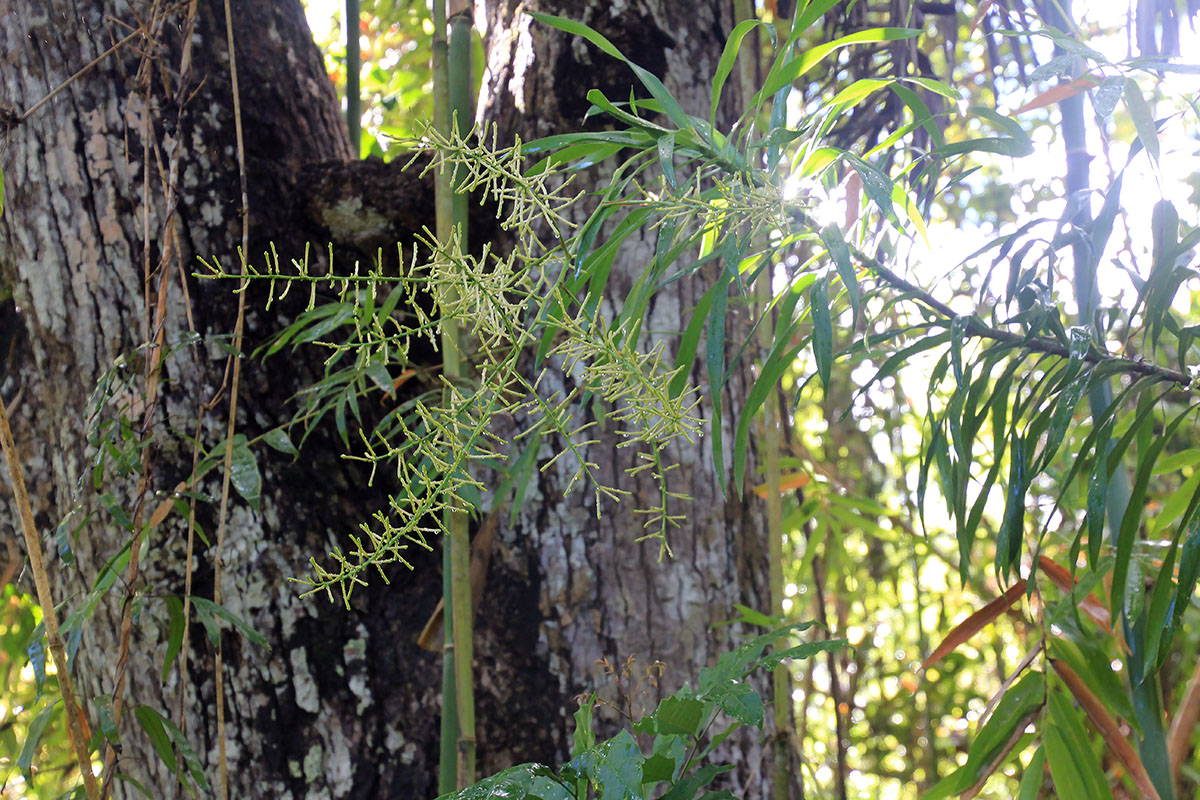 Image of genus Dracaena specimen.