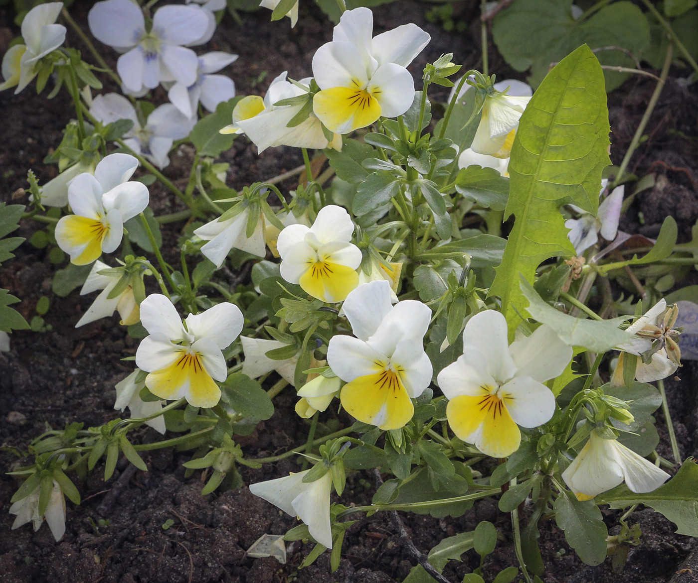 Image of genus Viola specimen.