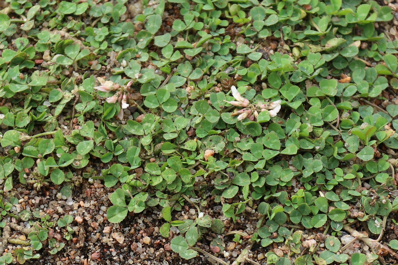 Image of Trifolium repens specimen.