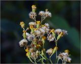 Hieracium umbellatum