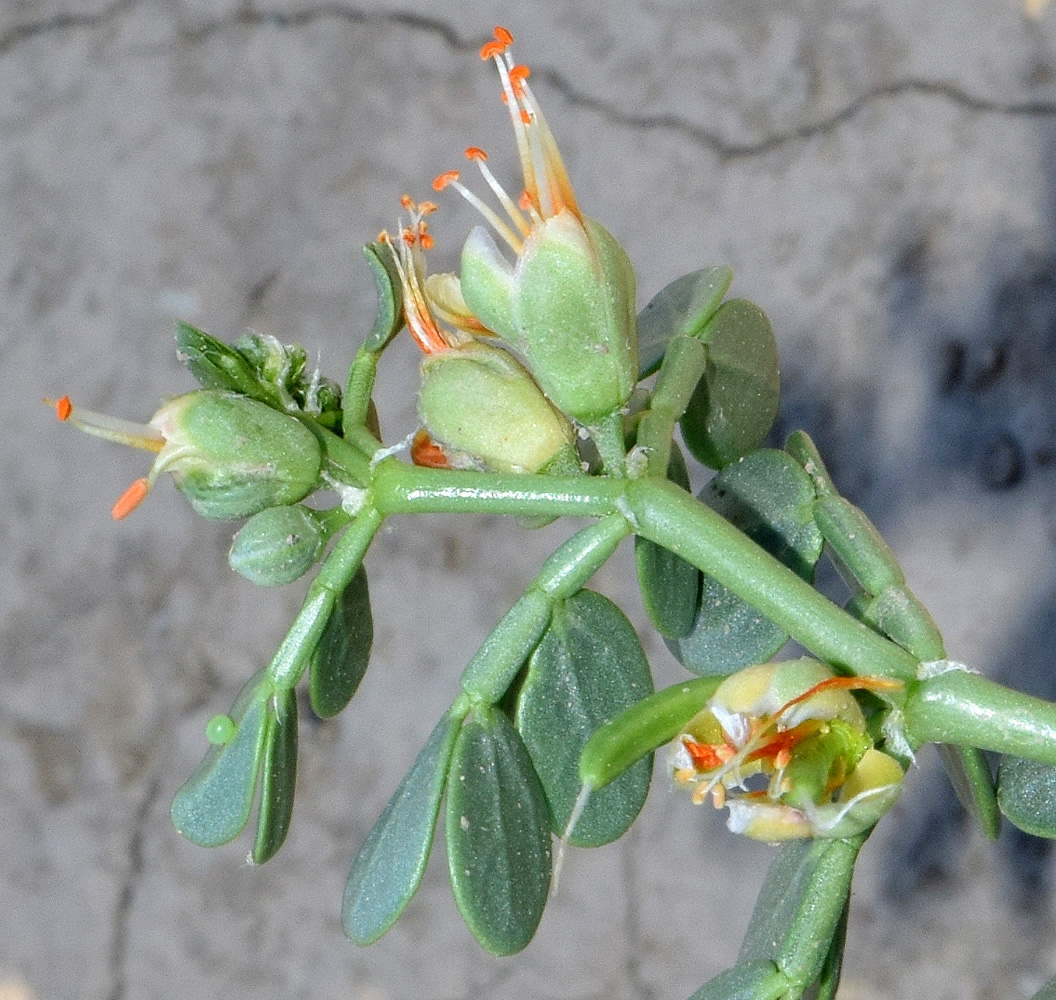 Image of Zygophyllum miniatum specimen.