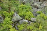 Athyrium distentifolium