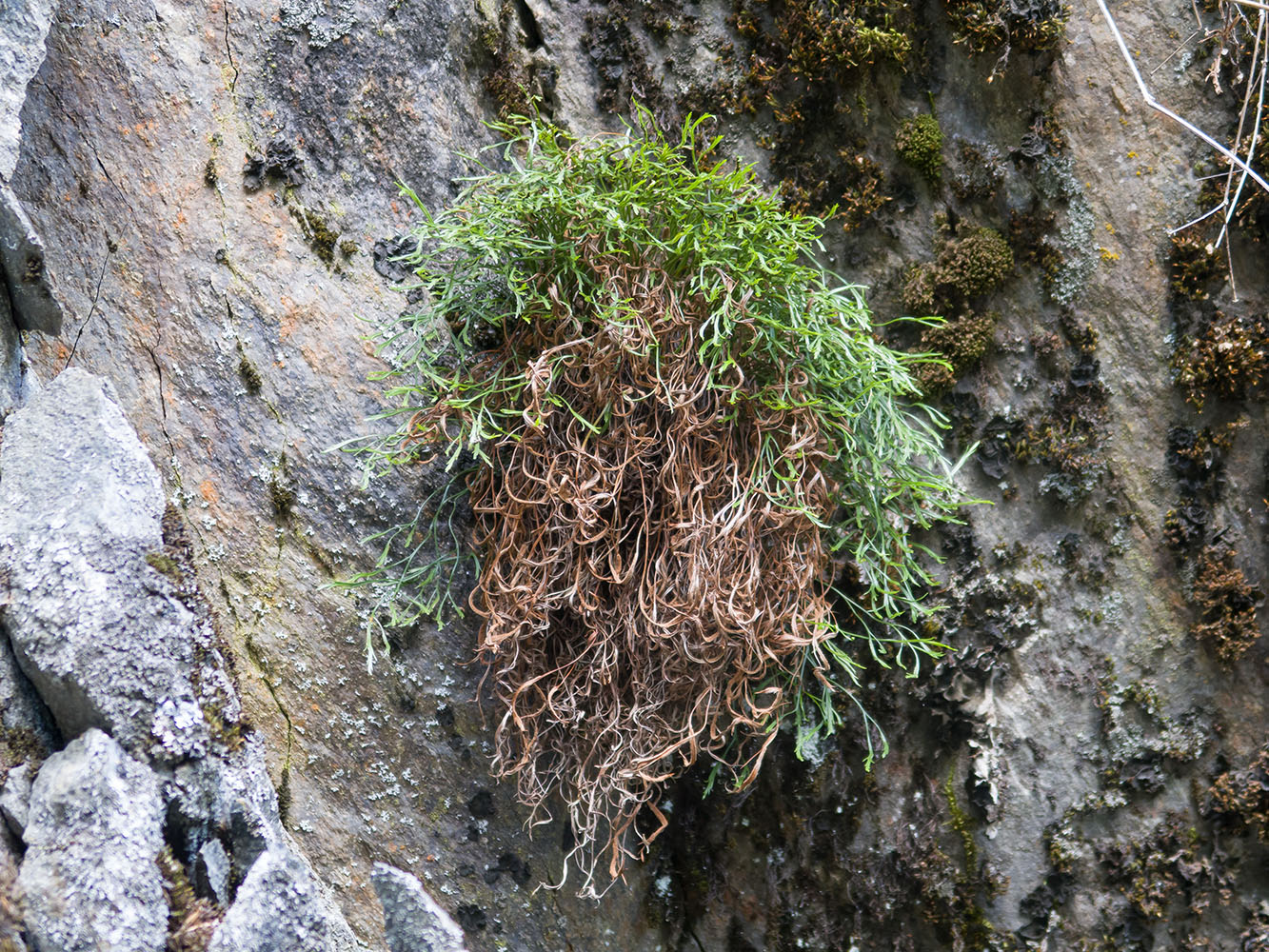 Изображение особи Asplenium septentrionale.