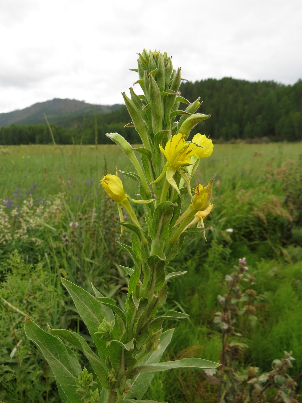 Image of Oenothera villosa specimen.