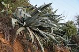 Agave americana. Вегетирующие растения. Марокко, обл. Танжер - Тетуан - Эль-Хосейма, хр. Эр-Риф, окр. г. Шефшауэн, ≈ 600 м н.у.м., осыпающийся склон у дороги. 05.01.2023.