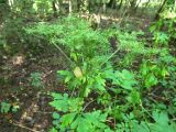 Pleurospermum austriacum. Верхушка отцвётшего растения. Беларусь, Гродненская обл., Новогрудский р-н, ур. Рутковский пригорок, ельник. 04.09.2021.