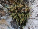 Asplenium × alternifolium. Вайи. Крым, окр. г. Алушта, ск. Ай-Йори. 31.03.2023.