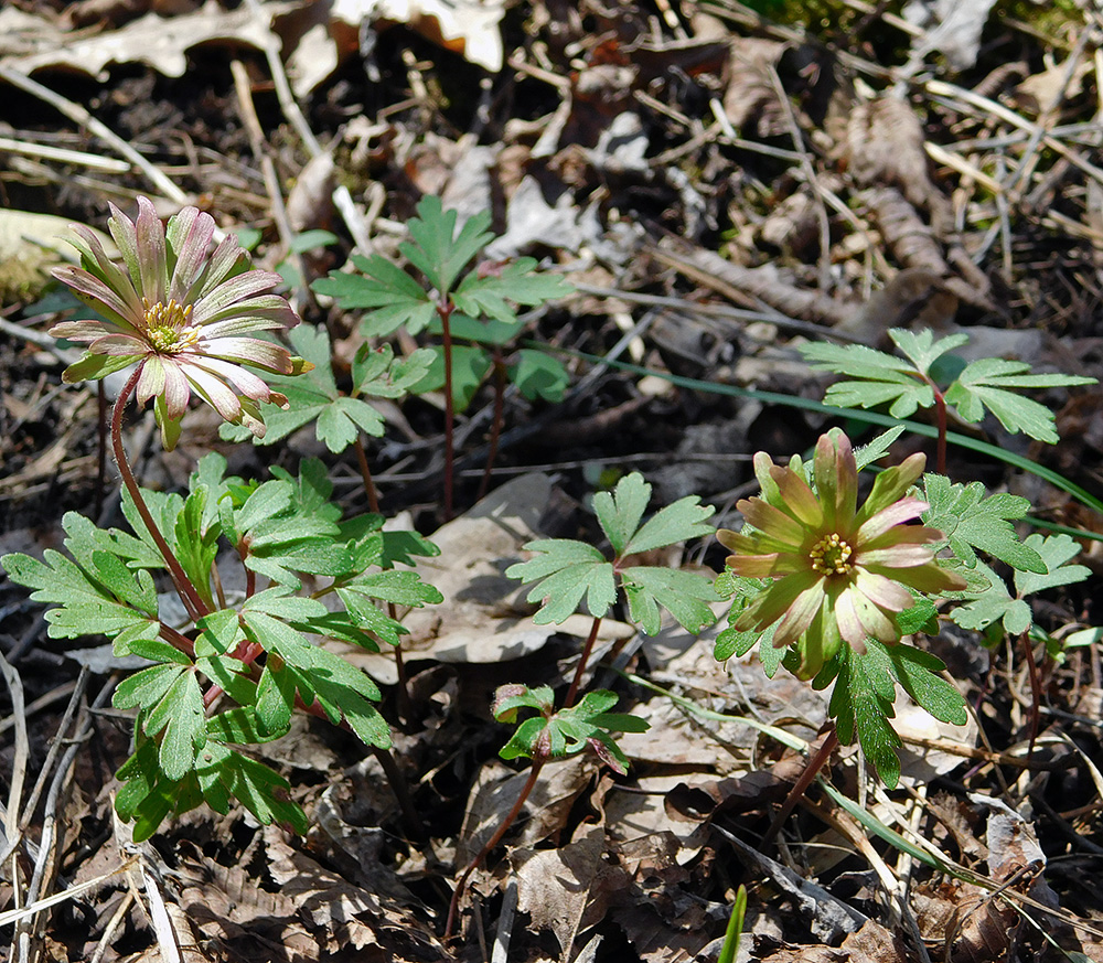 Изображение особи Anemone banketovii.