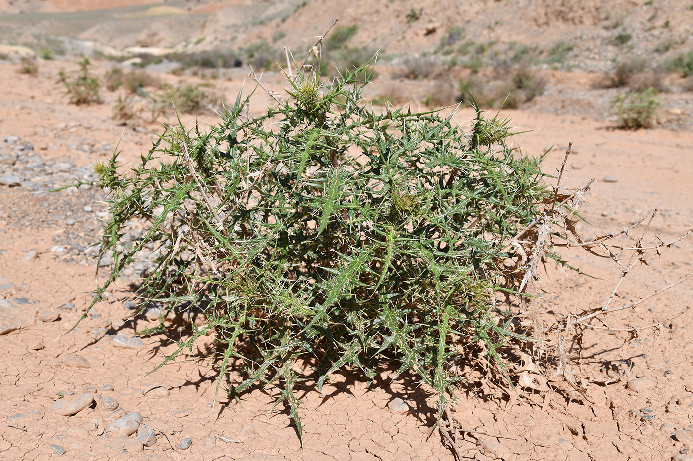 Image of Echinops maracandicus specimen.