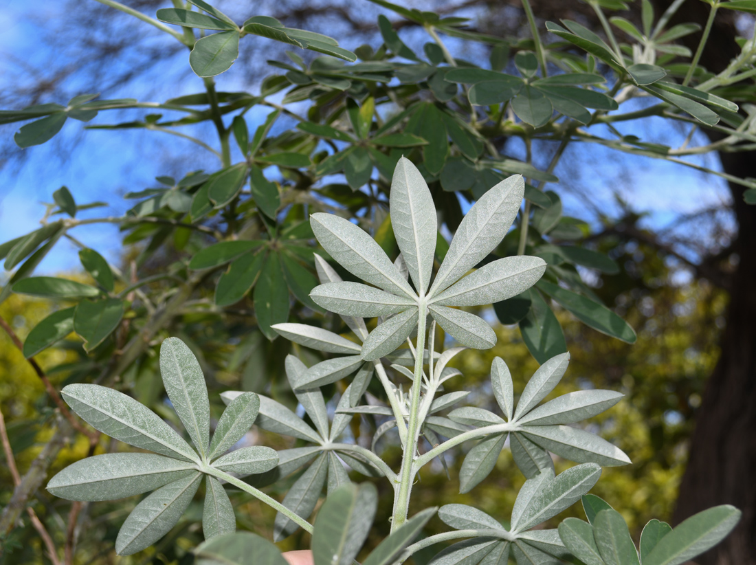 Image of Crotalaria grahamiana specimen.