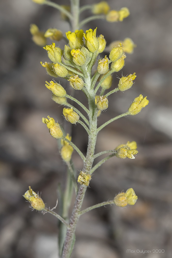 Image of Alyssum trichostachyum specimen.