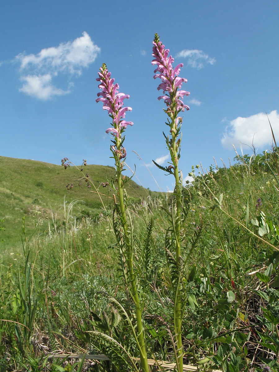 Image of Pedicularis elata specimen.