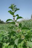 Mentha arvensis