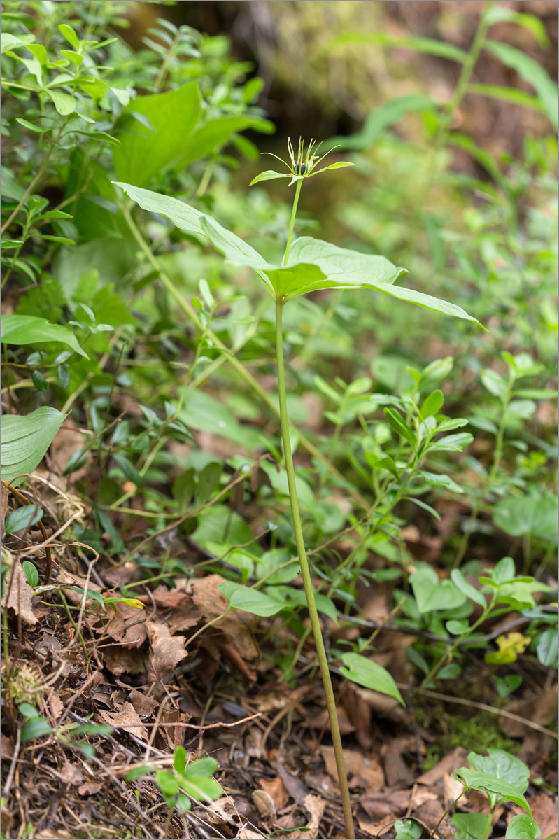 Image of Paris quadrifolia specimen.