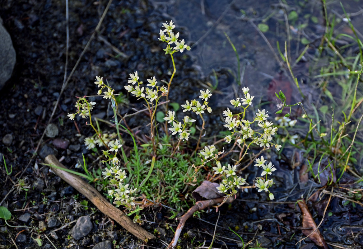 Image of Saxifraga spinulosa specimen.