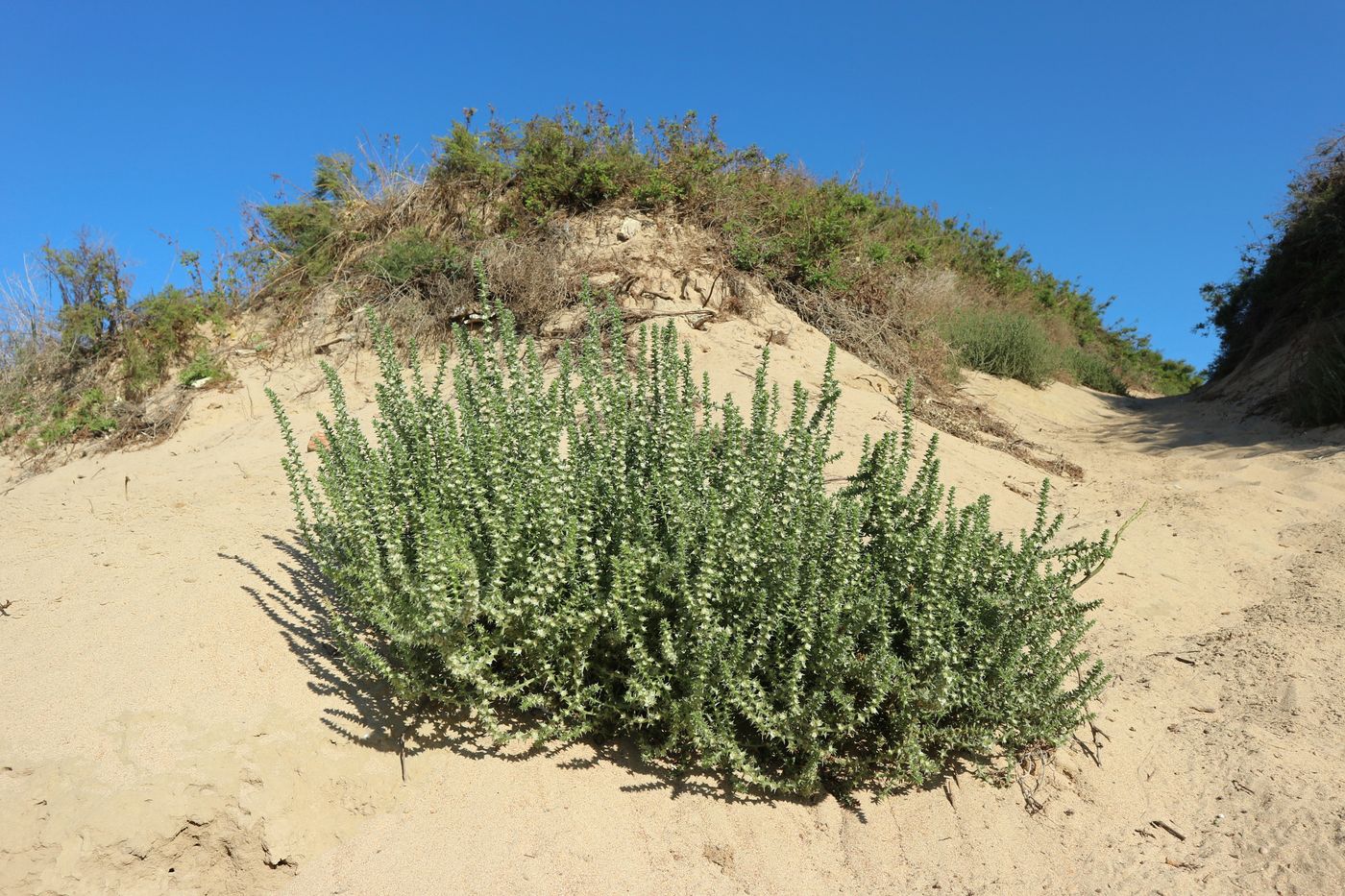 Изображение особи Salsola pontica.