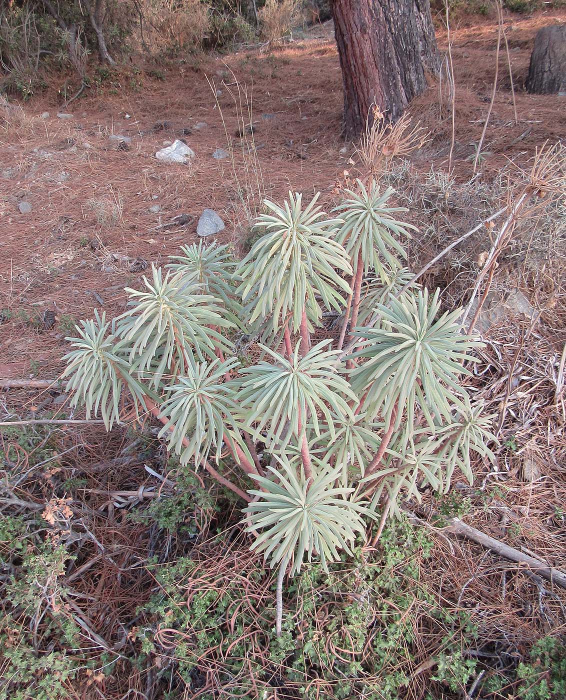 Image of Euphorbia characias specimen.