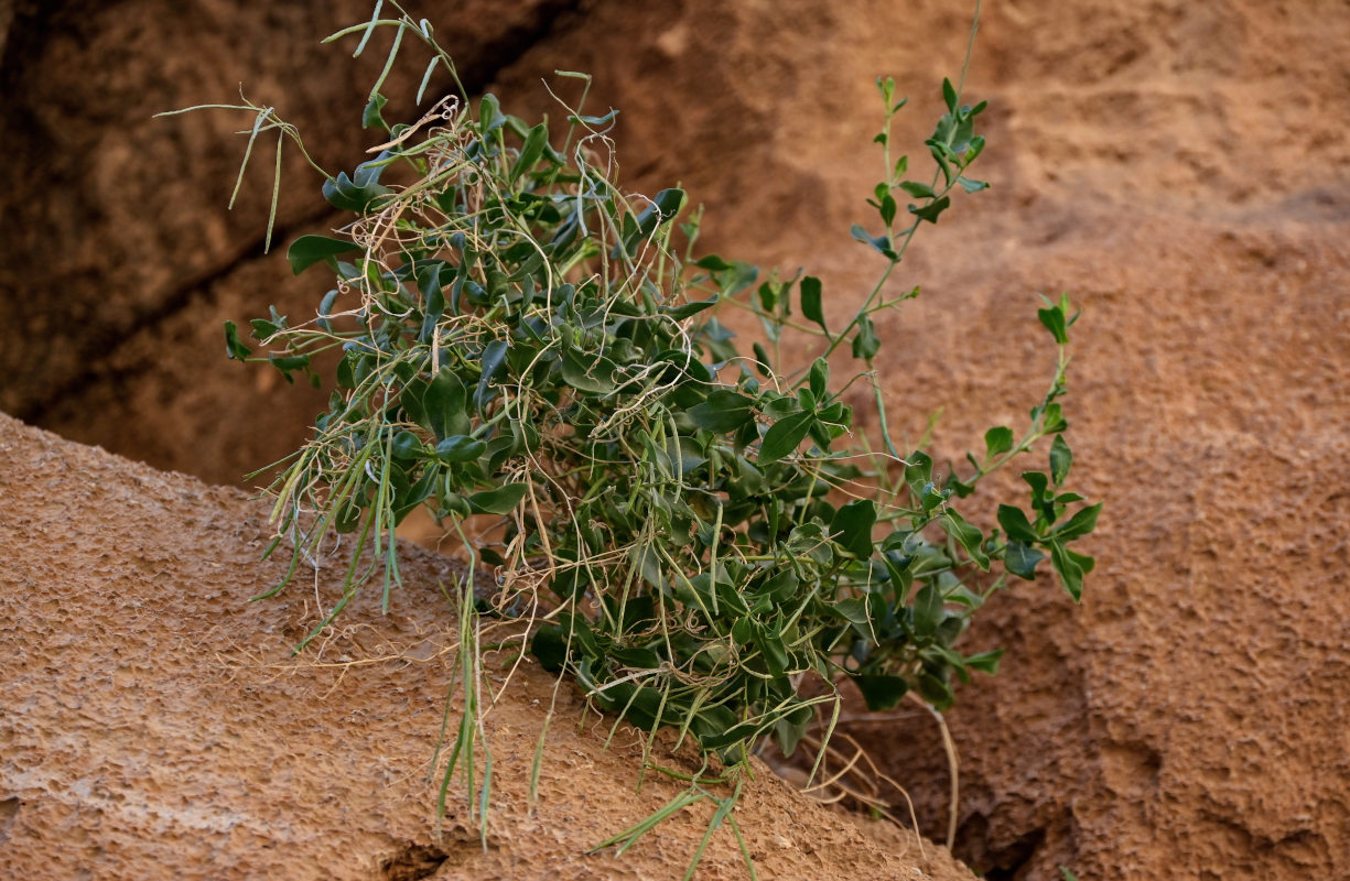 Image of Moricandia suffruticosa specimen.