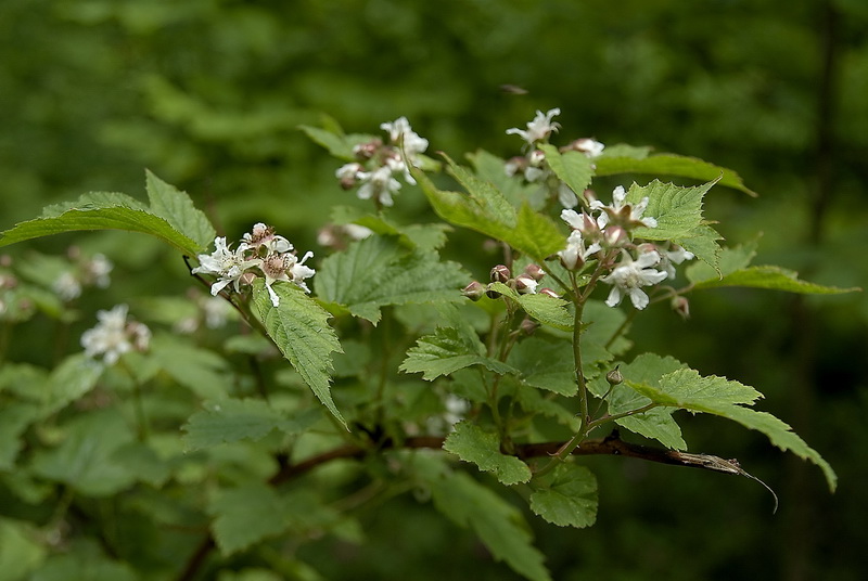 Image of Rubus crataegifolius specimen.