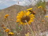 Anthemis tinctoria. Верхушка побега с соцветием (вид со стороны обёртки). Краснодарский край, м/о г. Новороссийск, пер. Маркотх, задернованное скальное обнажение. 08.07.2017.