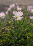 Смотреть изображение Oenothera speciosa