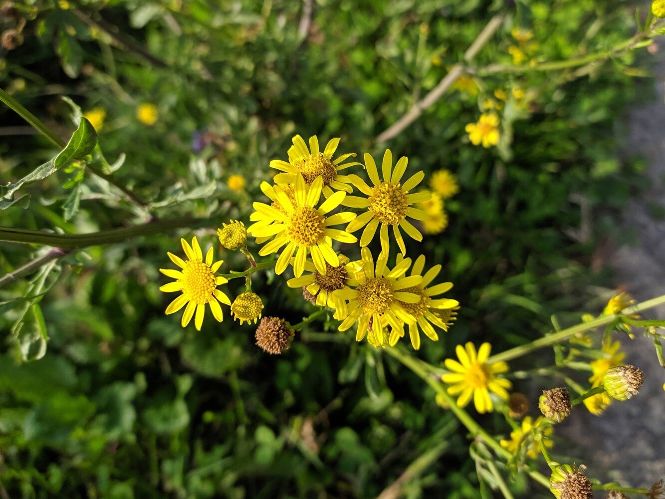 Image of genus Senecio specimen.