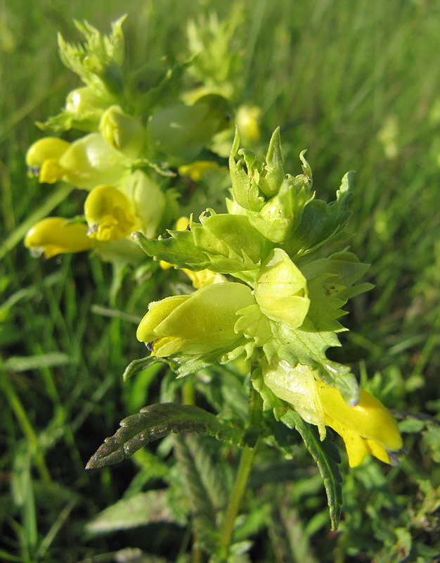 Изображение особи Rhinanthus vernalis.