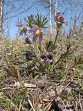 Pulsatilla dahurica. Цветущие растения. Хабаровский край, окр. г. Комсомольск-на-Амуре, близ ручья Тёплый ключ. 08.05.2024.