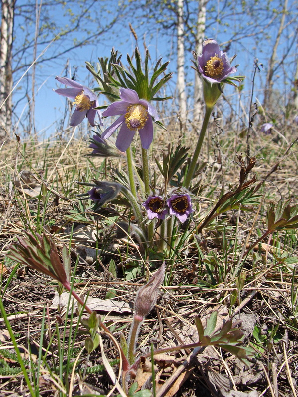 Image of Pulsatilla dahurica specimen.