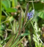 Polygala comosa