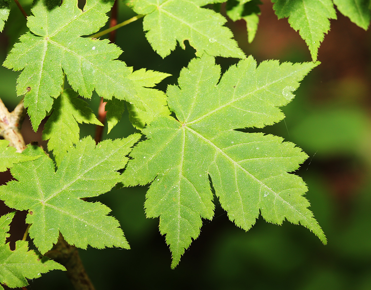 Image of Acer komarovii specimen.